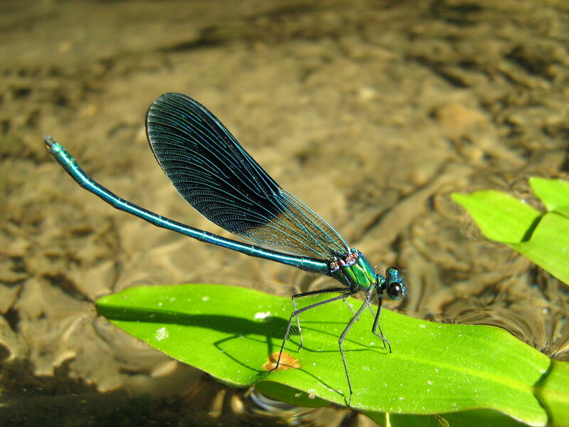 Blue Damselfly on Leaf — Green, Serene, Afternoon, Photograph, Water
