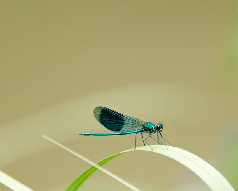 Blue Damselfly on Leaf — Green, Serene, Morning