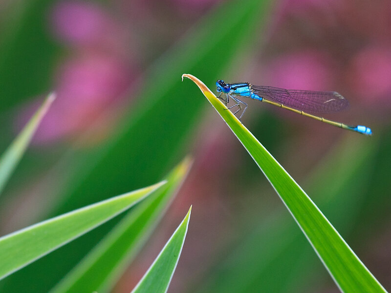 Blue Damselfly on Leaf — Green, Serene