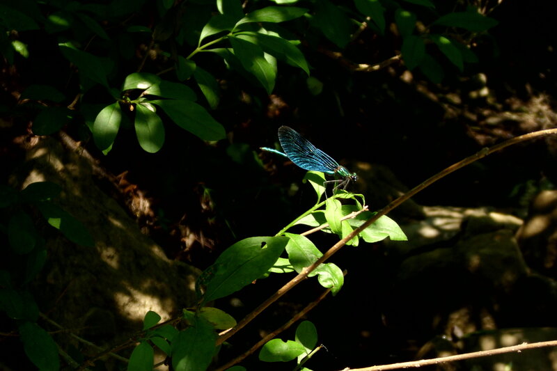 Blue Damselfly on Leaf — Green