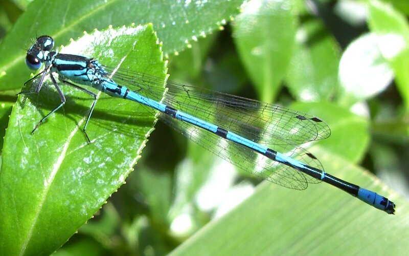 Blue Damselfly on Leaf — Natural, Afternoon, Photograph