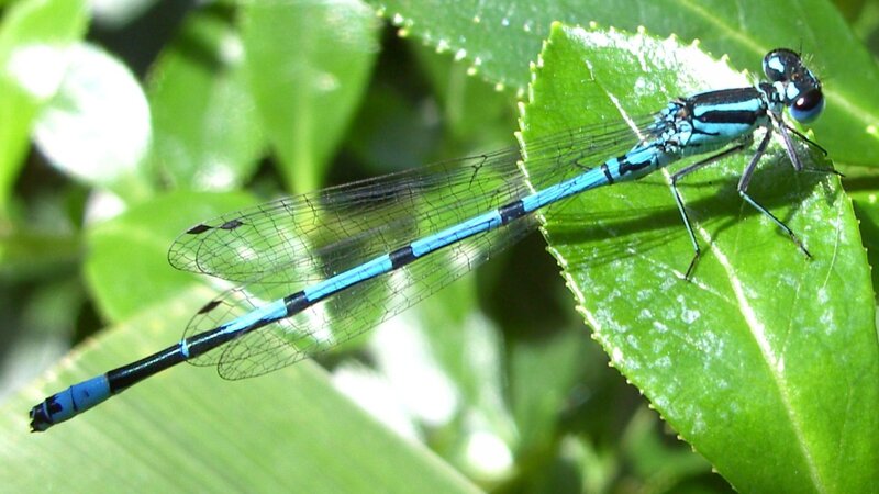Blue Damselfly on Leaf — Natural, Afternoon