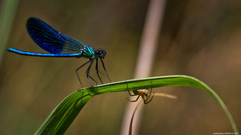 Blue Damselfly on Leaf — Natural