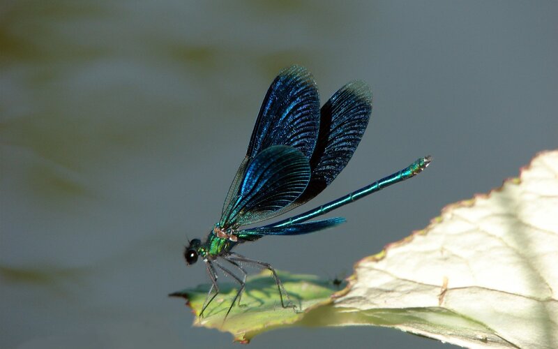 Blue Damselfly on Leaf — Serene, Afternoon