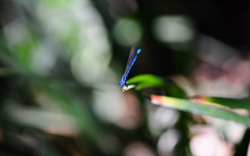 Blue Damselfly on Leaf — Serene