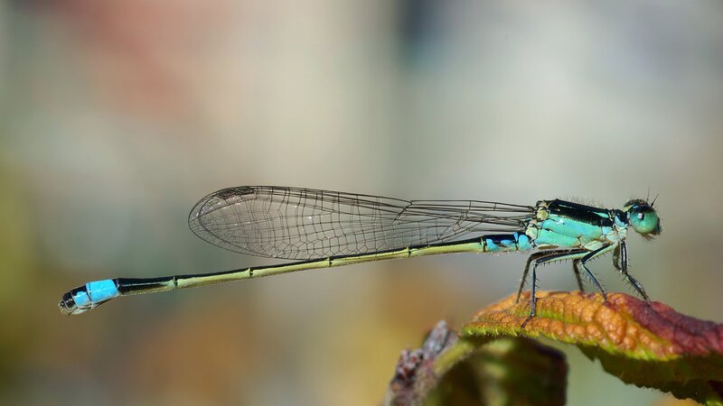 blue damselfly on leaf