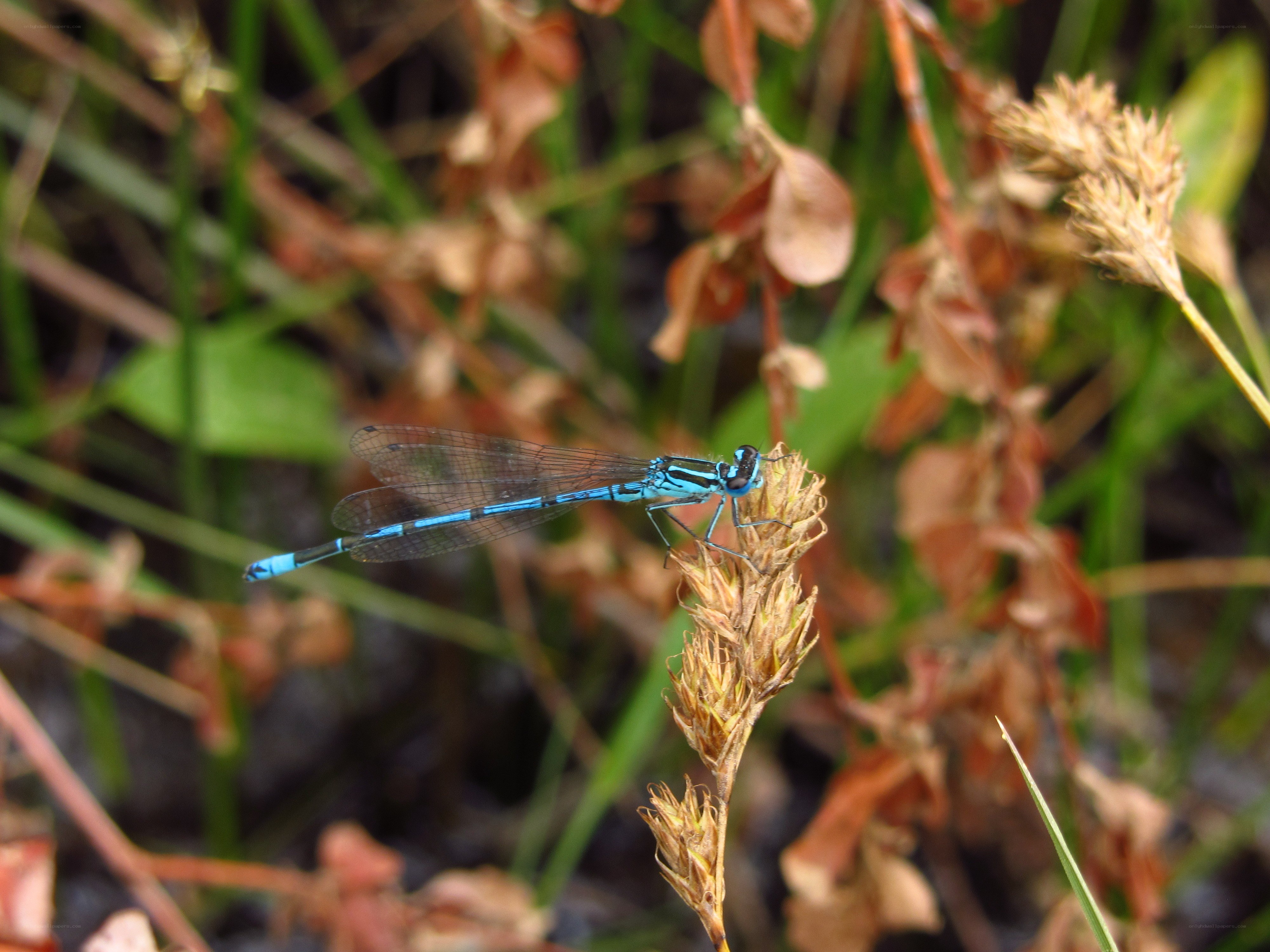 blue damselfly on plant