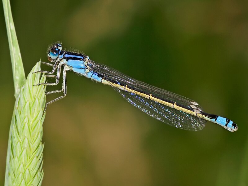 Blue Damselfly on Plant — Calm