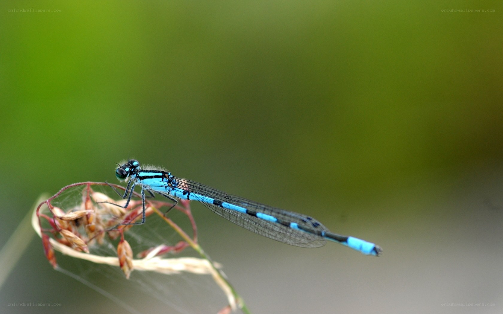 Blue damselfly on plant