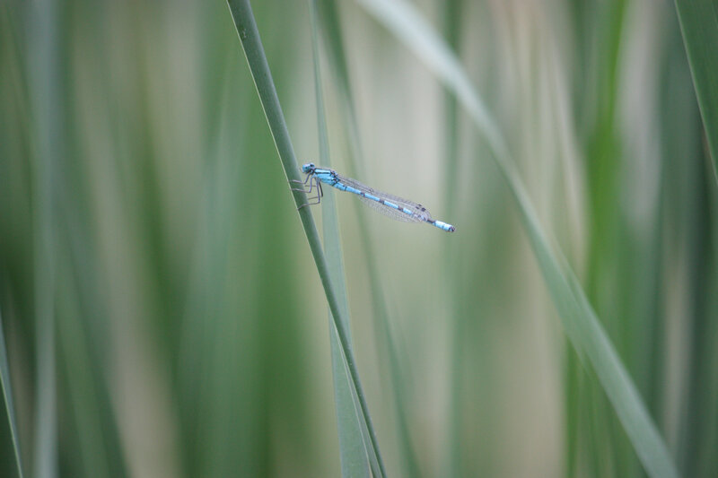 Blue Damselfly on Reed — Calm