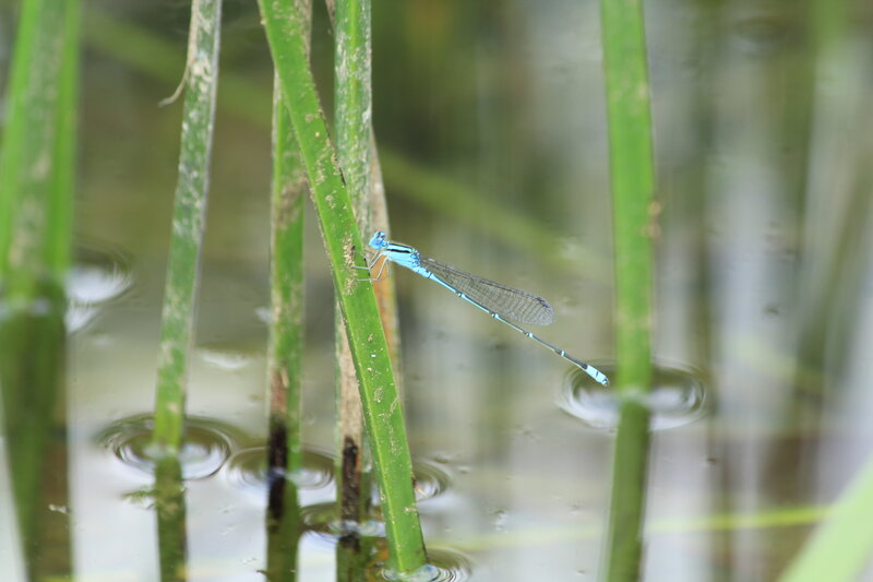 Blue Damselfly on Reed
