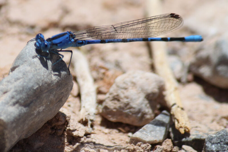 Blue Damselfly on Rock — Calm