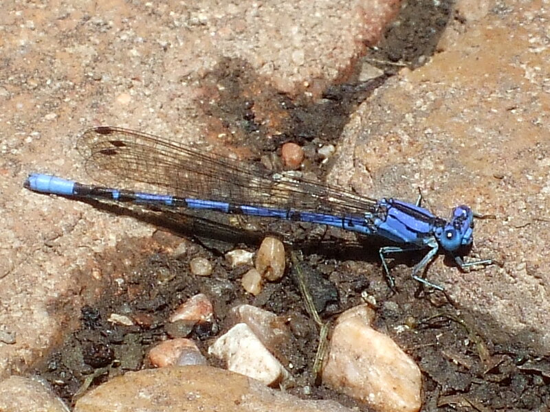 Blue Damselfly on Rock