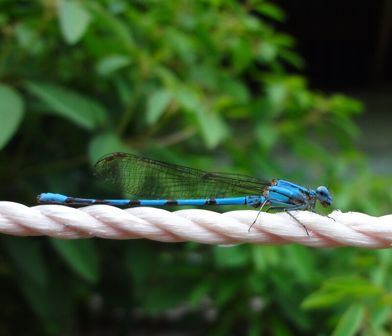 Blue Damselfly on Rope