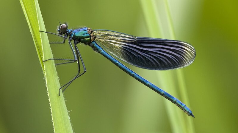 Blue Damselfly on Stem