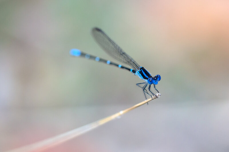 Blue Damselfly on Twig — Calm