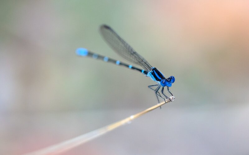Blue Damselfly on Twig