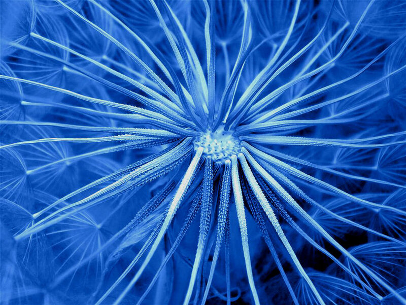 Blue dandelion seed head
