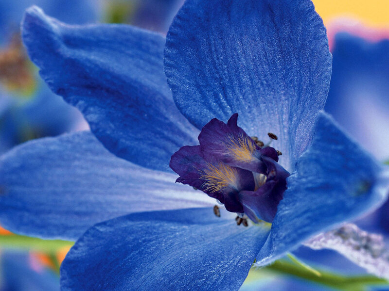 Blue Delphinium Flower — Calm, Photograph, Petals