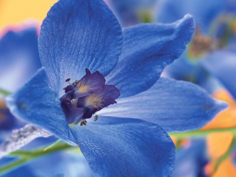 Blue Delphinium Flower — Calm, Photograph