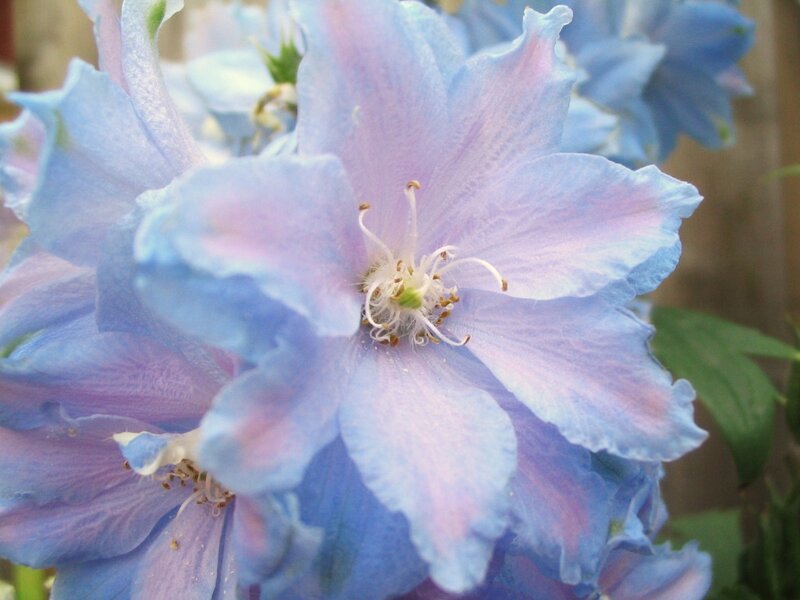 Blue Delphinium Flower — Calm, Spring