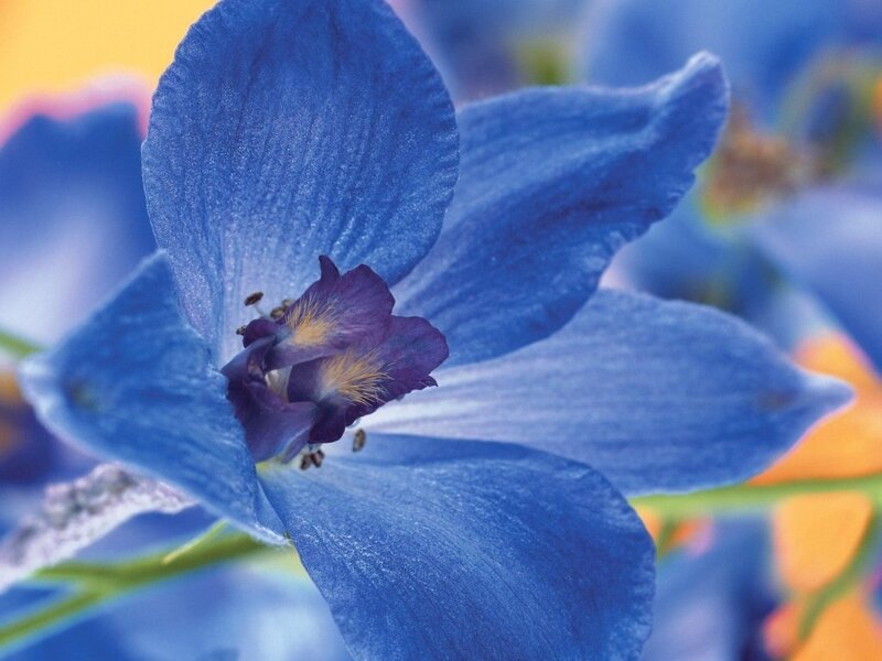blue delphinium flower close-up