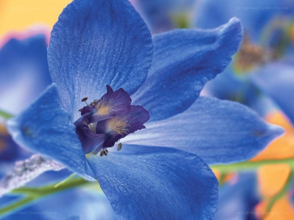 blue delphinium flower close-up