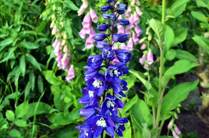 Blue Delphinium Flower — Natural