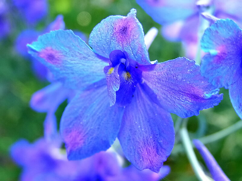Blue Delphinium Flower — Serene