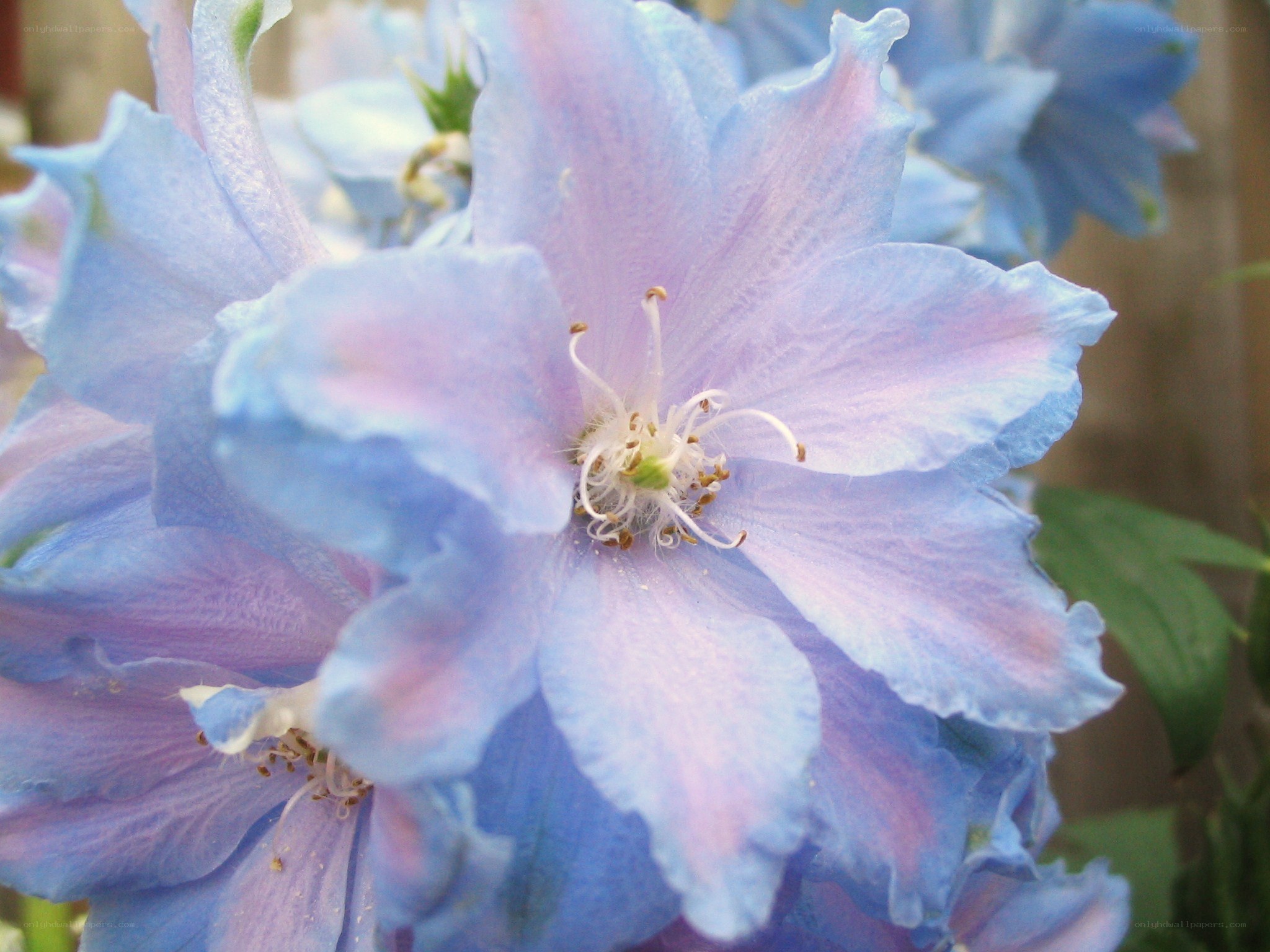 blue delphinium flower