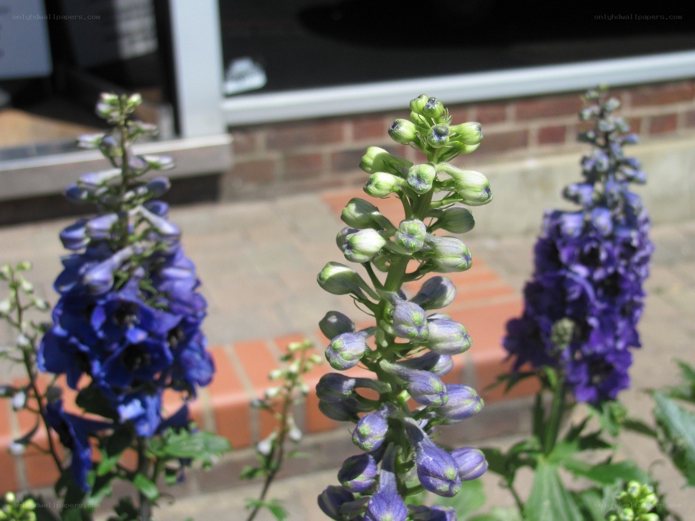 blue delphinium flowers