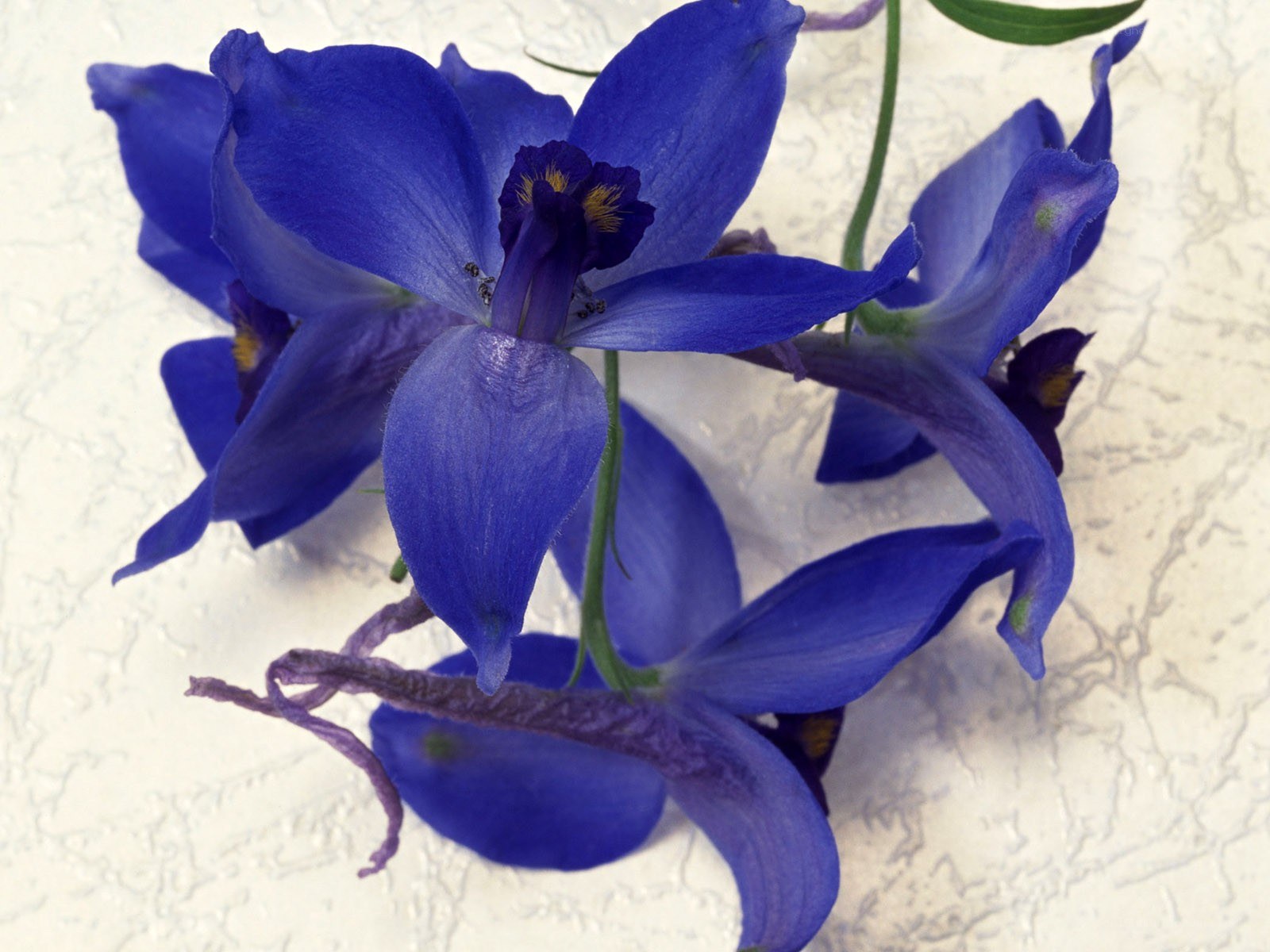 blue delphinium flowers