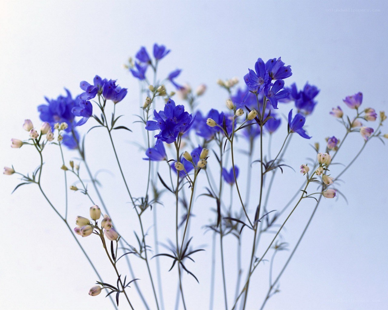 blue delphinium flowers