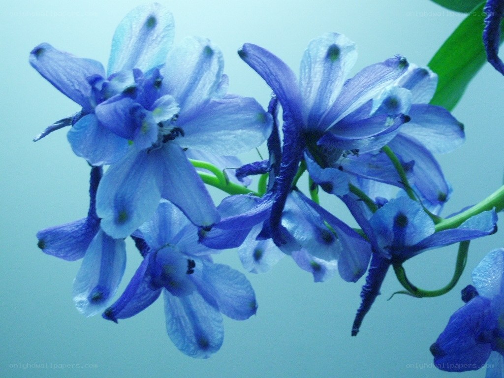 blue delphinium flowers