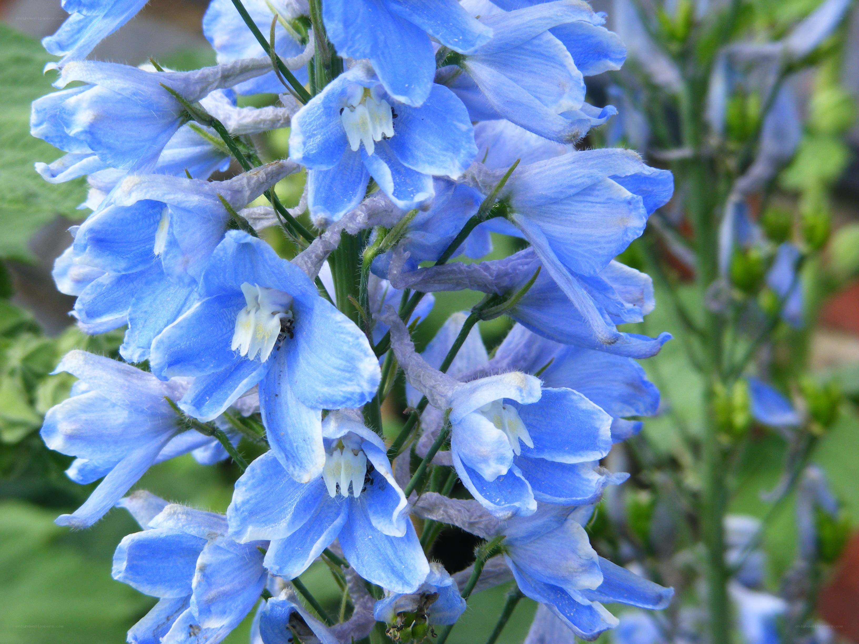 blue delphinium flowers