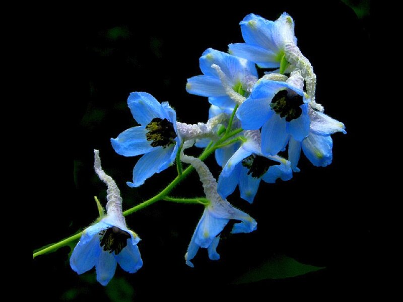 blue delphinium flowers