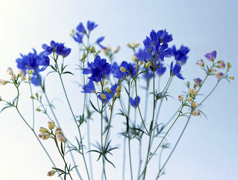 Blue Delphinium Flowers — Calm, Photograph, Buds