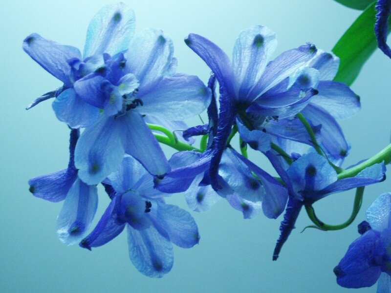Blue Delphinium Flowers — Calm, Photograph, Stems, Leaves