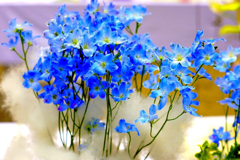 Blue Delphinium Flowers — Calm, Photograph, Stems