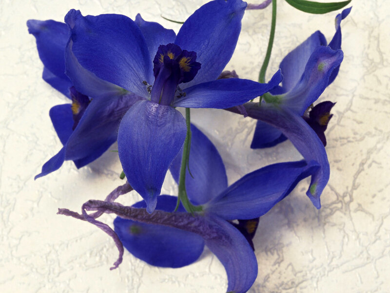 Blue Delphinium Flowers — Calm, Photograph