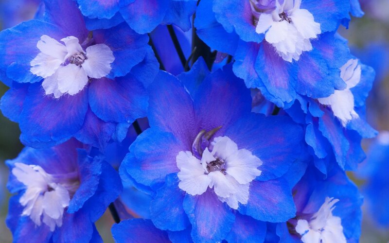 Blue Delphinium Flowers — Calm, Spring