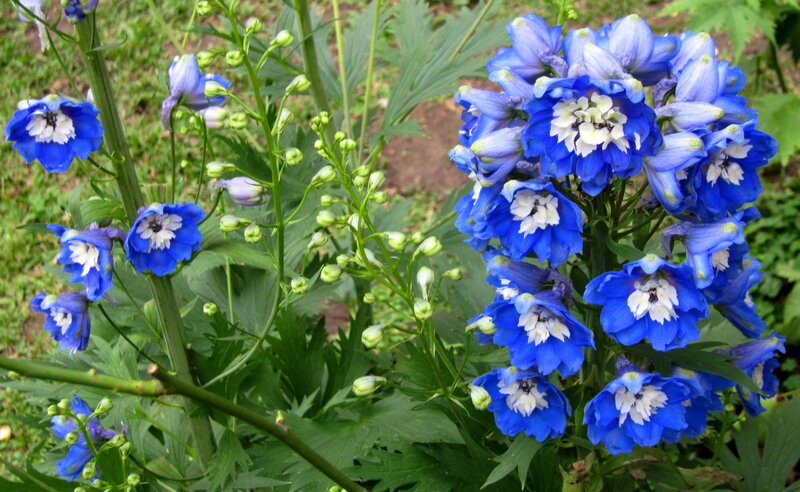 Blue Delphinium Flowers — Calm, Summer