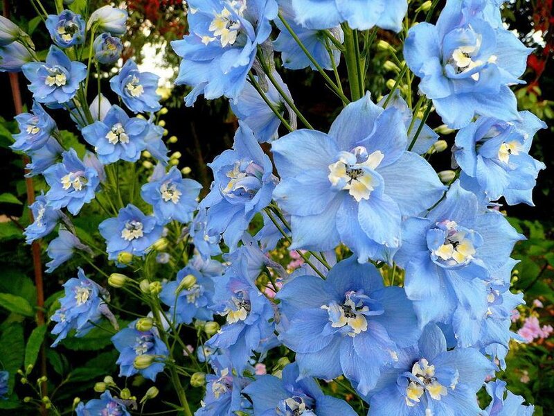 Blue Delphinium Flowers — Calm