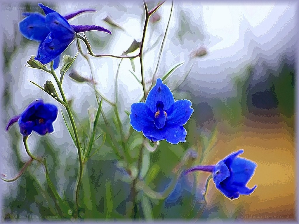Blue delphinium flowers in bloom