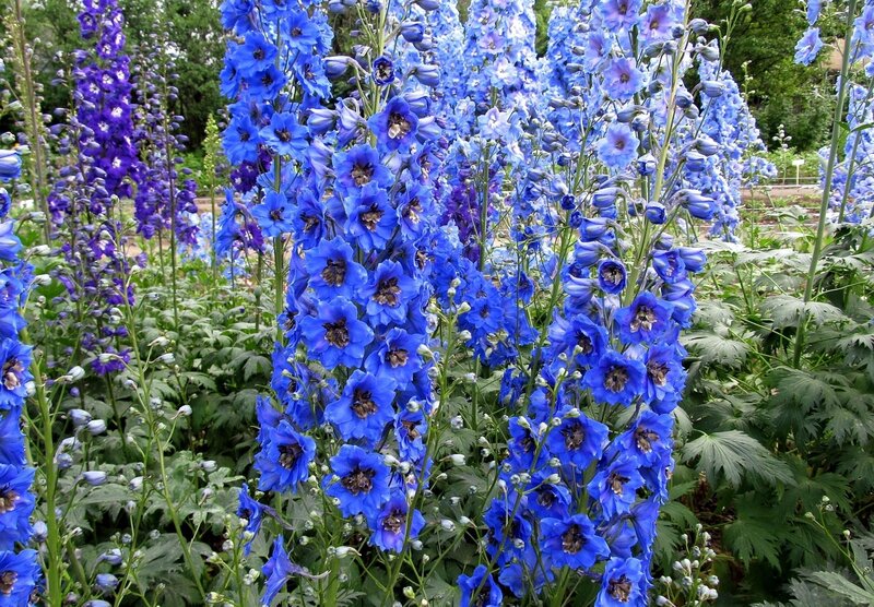blue delphinium flowers in garden