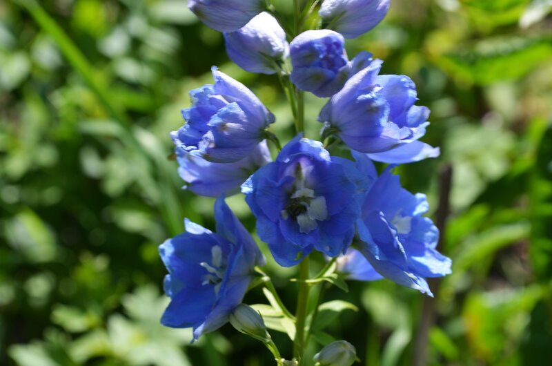 Blue Delphinium Flowers — Serene, Afternoon, Photograph, Flower