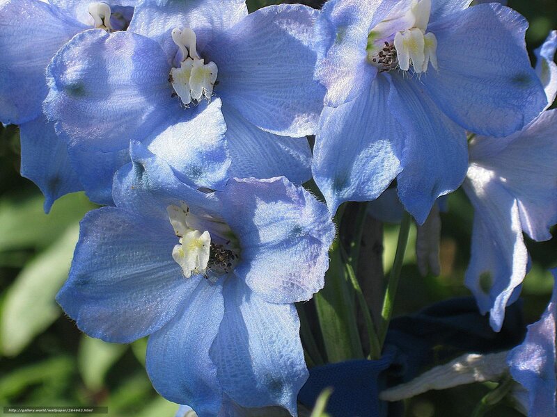 Blue Delphinium Flowers — Serene, Afternoon, Photograph, Leaves