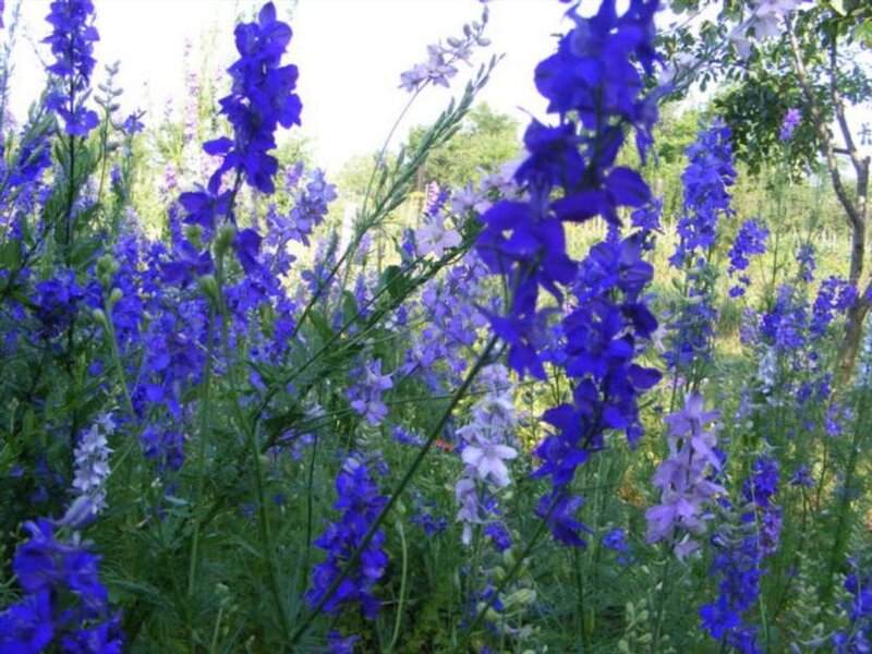 Blue Delphinium Flowers — Serene, Afternoon