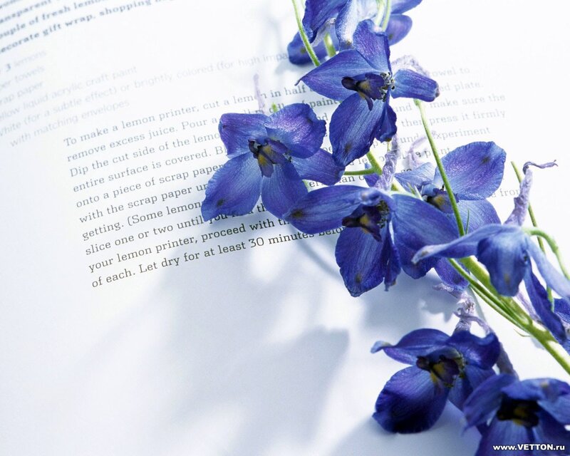 Blue Delphinium Flowers — Serene, Photograph, Book, Text
