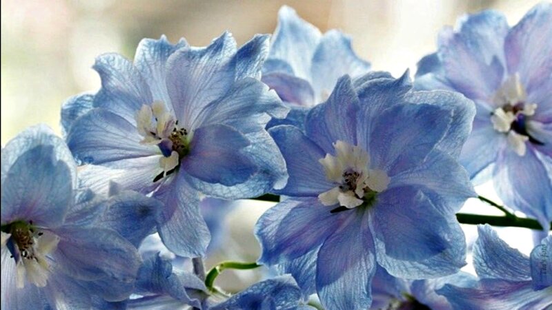 Blue Delphinium Flowers — Serene, Photograph, Stems